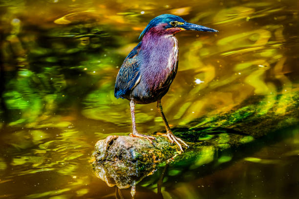 Colorful Green Heron Looking For Fish Florida stock photo