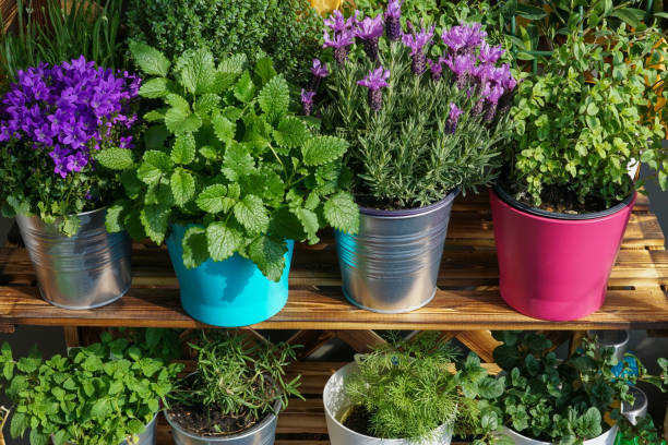 Colorful herbs and flowers in flowerpots on a balcony stock photo