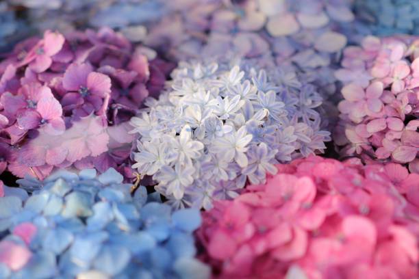 colorful hydrangea. colorful hydrangea. hydrangea photos stock pictures, royalty-free photos & images
