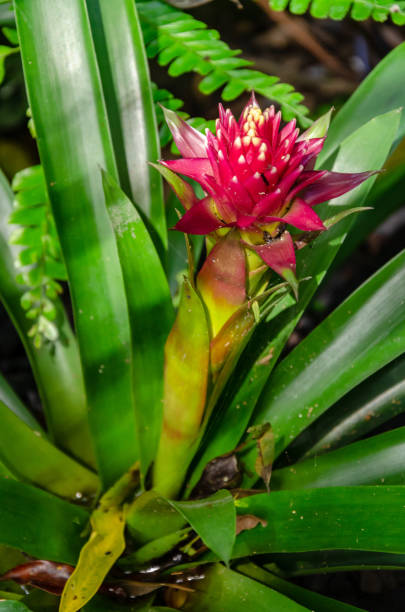 kleurrijke iguazu inheemse bloemen - needle spiking stockfoto's en -beelden