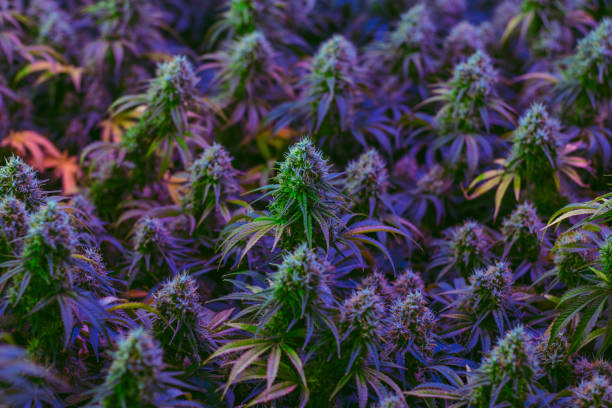 Colorful indoor medical marijuana plants Field of colorful maturing indoor medical marijuana plants plant trichome stock pictures, royalty-free photos & images