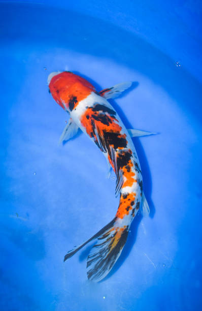 Colorful Japanese Fancy Koi Carp Fish stock photo