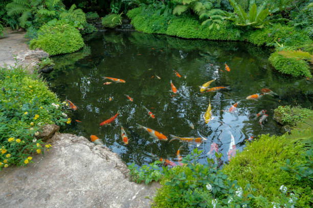 Colorful Koi fishes swimming in the pond Movement of Fancy Carps Fish or Koi Swim in Pond. pond stock pictures, royalty-free photos & images