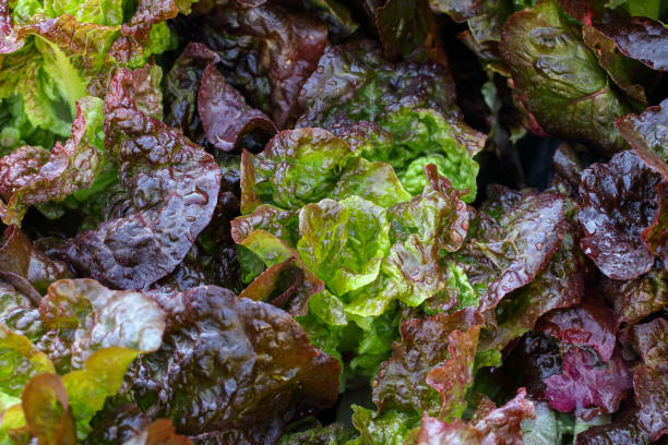 Colorful lettuce leaf background stock photo