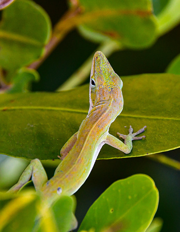 Colorful lizard on leaves