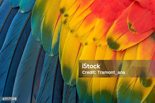 istock Colorful Macaw Plumage 611171128
