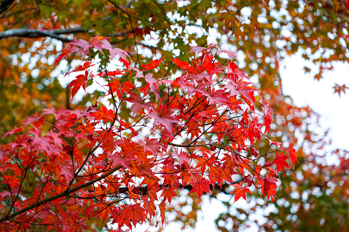 colorful maple leaves full frame of branches in season change on forrest background in autumn leaves Japan