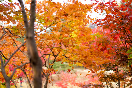 colorful maple leaves full frame of branches in season change on forrest or garden background in autumn leaves ,South Korea.