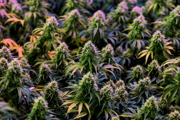Colorful mature indoor growing medical recreational marijuana plants stock photo