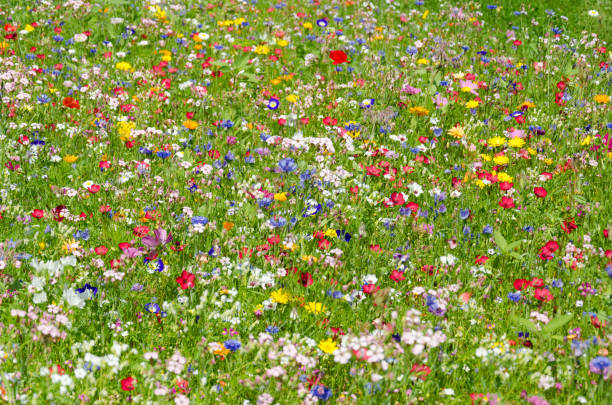 colorful meadow with wildflowers in summer colorful meadow with wildflowers in summer biodiversity stock pictures, royalty-free photos & images