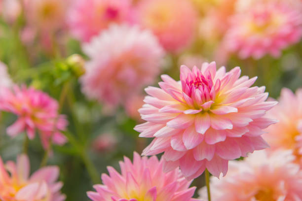 färgglada dahlia rosa blomma i vacker trädgård - dahlia bildbanksfoton och bilder