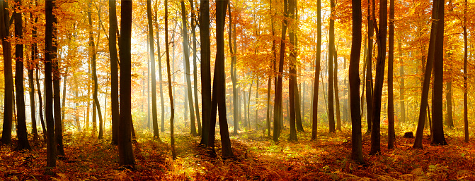 Deciduous Forest of Beech Trees with Leafs Changing Colour Illuminated by Sunbeams through Fog at Sunrise in Autumn, Carpet of fallen leafs covering the ground