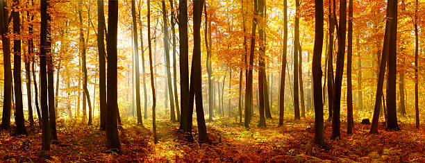 colorful panorama of autumn beech tree forest illuminated by sunlight - panoramisch stockfoto's en -beelden
