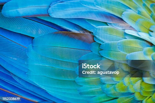 istock Colorful Parrot macaw wing - tropical bird plumage pattern – Pantanal, Brazil 1152338619