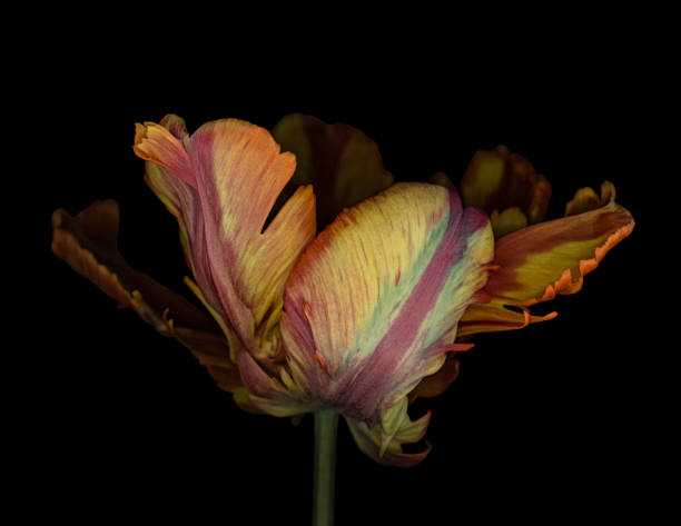 Colorful parrot tulip isolated on black stock photo