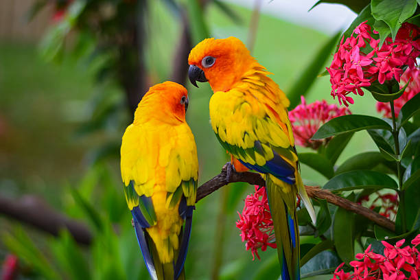 Colorful Parrots stock photo