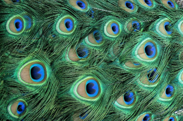 Colorful Peacock Feathers Texture Pattern Peacock feathers plumage textured closeup peacock feather stock pictures, royalty-free photos & images