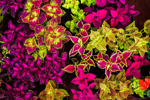Colorful picture of different coleus leaves with borders of different colors making it the best background Colorful picture of different coleus leaves with borders of different colors making it the best background perennial stock pictures, royalty-free photos & images