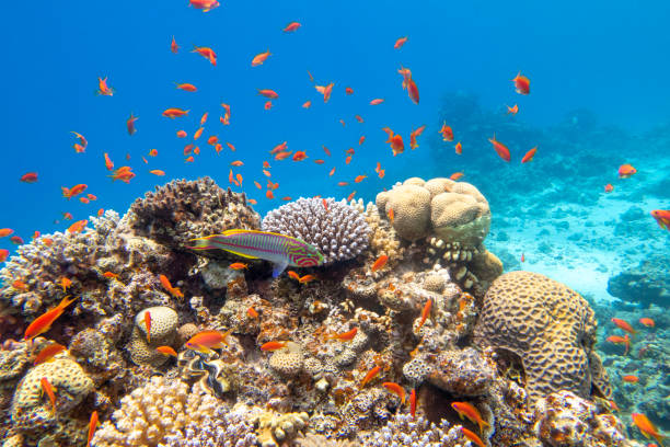 Colorful, picturesque coral reef at the bottom of tropical sea, hard corals and fishes Anthias, underwater landscape stock photo
