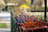 istock Colorful plants in a pot on a fence on the outskirts of Berlin 852207628