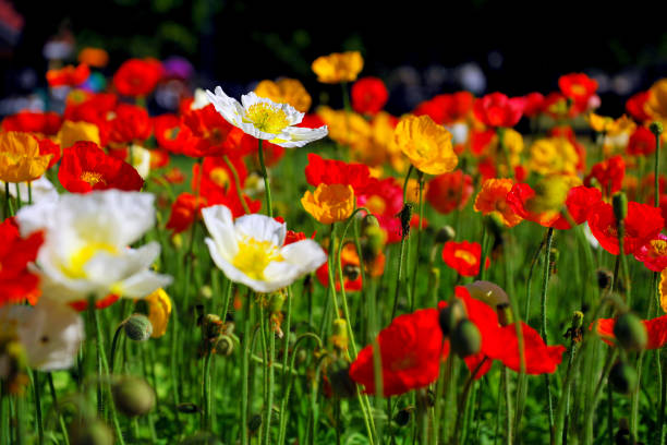 Colorful Poppies at Toowoomba Flower Festival stock photo