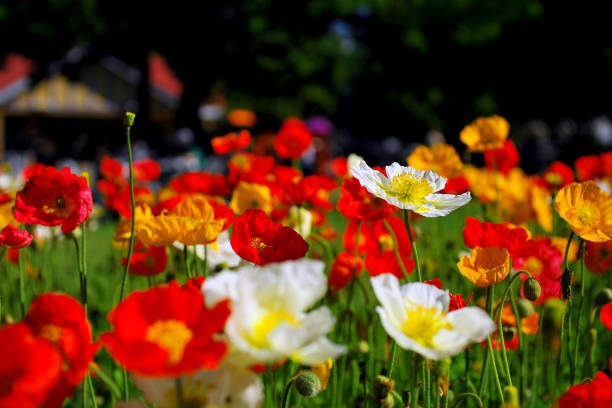 Colorful Poppies at Toowoomba Flower Festival stock photo