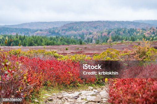 istock Colorful red bilberry and huckleberry bushes in autumn in Bear Rocks trail steep path at Dolly Sods, West Virginia in National Forest Park with rocks footpath path 1384336400
