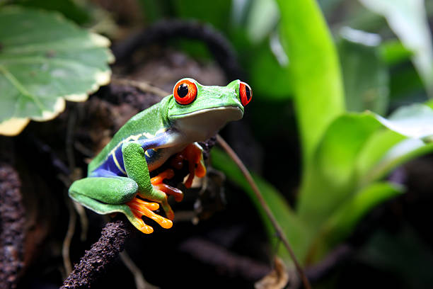 A colorful red-eyed tree frog on a branch in the forest stock photo
