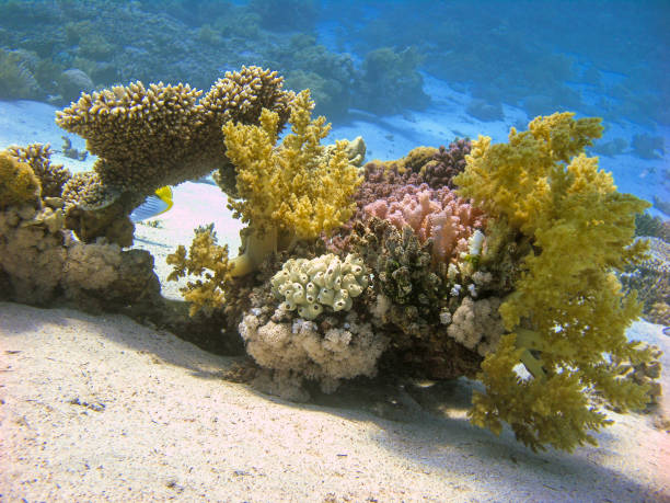 Colorful Reef with Soft Corals Underwater. stock photo