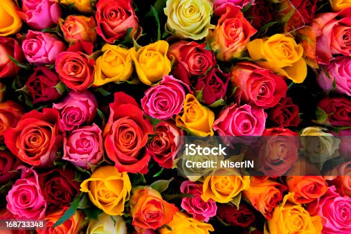 istock Colorful roses background 168733348