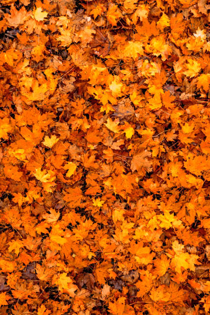 kleurrijk seizoens de herfstachtergrondpatroon, tapijt van gevallen bosbladeren. - japanse vallende bladeren stockfoto's en -beelden
