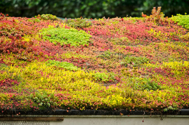 Colorful sedum roof Vegetated sloping roof with sedum in vibrant yellow, red and green crassulaceae stock pictures, royalty-free photos & images