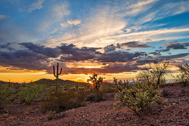 Colorful Sonoran Desert sunset with Saguaro Cactus A beautiful sunset pours warm light over a rugged desert landscape with tall Saguaro cacti near Phoenix, Arizona. sonoran desert photos stock pictures, royalty-free photos & images