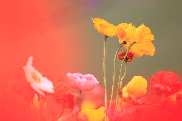 Colorful spring stock photo