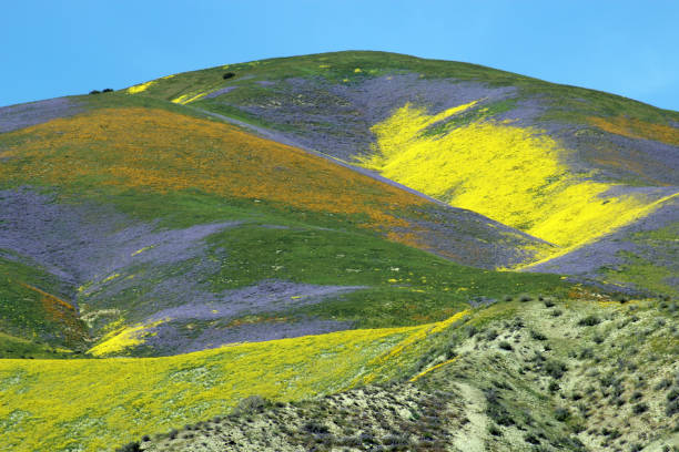 colorful spring wildflower landscape in Carrizo Plain National Monument California stock photo