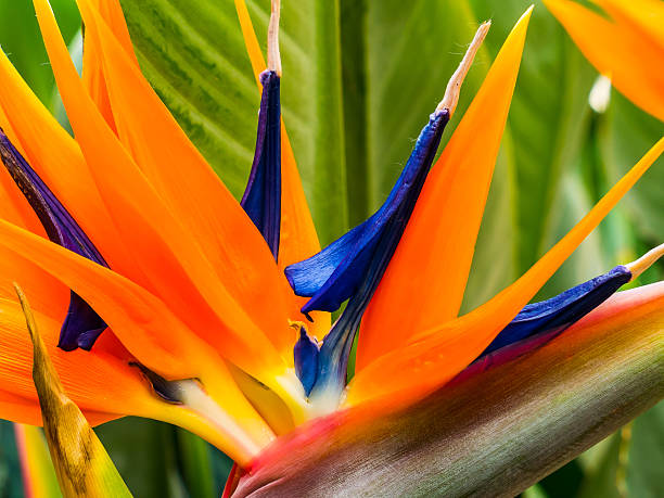 Colorful strelitzia Colorful flower of strelitzia, strelicia close-up bird of paradise plant stock pictures, royalty-free photos & images