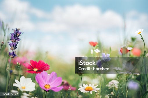 istock Colorful Summer Meadow 1294119127