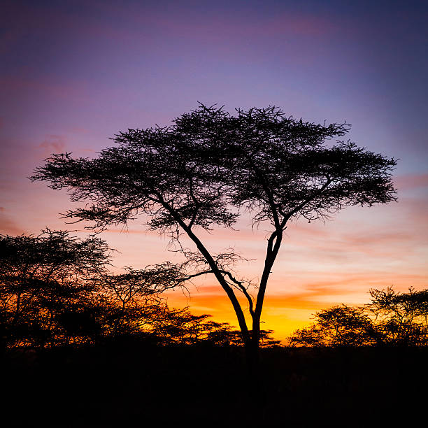 An acacia tree, Serengeti National Park, Tanzania | Blaine 