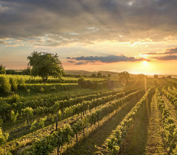 Colorful sunset over vineyards in Wachau valley, Lower Austria, Austria stock photo