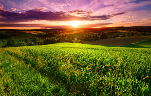 Colorful sunset scenery on green fields Sunset scenery on a green field with forests and hills on the horizon and the sky painted in gorgeous dramatic and emotional colors african violet photos stock pictures, royalty-free photos & images