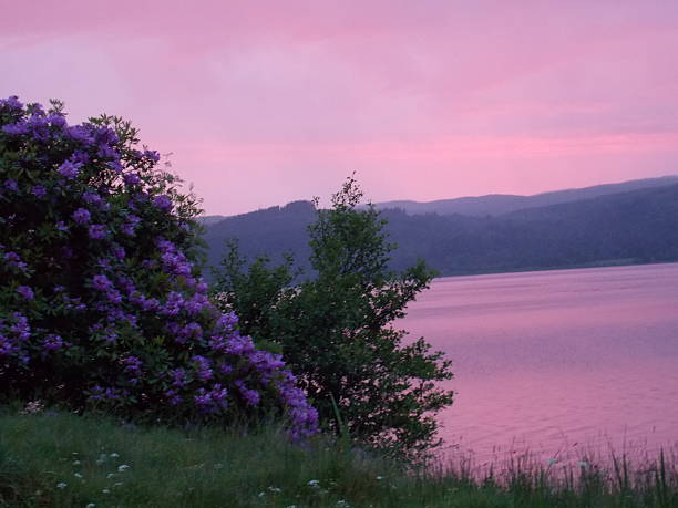 Colorful Sunset View of Lake and Purple Flowers stock photo