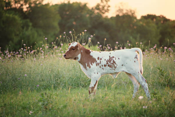 Colorful Texas Longhorn Calf stock photo