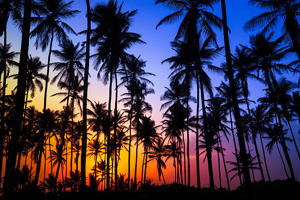 Colorful tropical coconut trees at sunrise Tropical beach at sunrise. Coconut trees in silhouettes. Relaxing images of travel and leisure related vacation themes for vacations in the Caribbean. Image taken at Morrocoy National Park, Venezuela. Morrocoy is a coastline and a group of small islands and cays located at Falcon State in Venezuela. A very popular destination for leisure, diving, kite surfing and all kind of water activities. Morrocoy and the beauty of the turquoise coastal beaches of Venezuela are almost indistinguishable from those of the Bahamas, French Polynesia, Malau, Hawaii, Cancun, Costa Rica, Florida, Maldives, Cuba, Fiji, Bora Bora,  Puerto Rico, Honduras, or other tropical vacation travel destinations. hawaii panoramic stock pictures, royalty-free photos & images