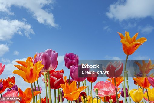 istock Colorful tulips against a blue sky with white clouds 1306865797