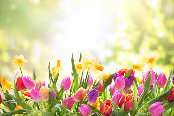 Colorful tulips  and daffodils on nature background stock photo