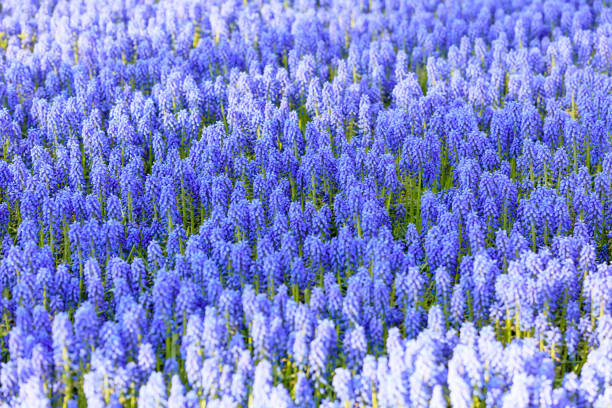färgglada tulpaner av nederländerna - red hyacinth bildbanksfoton och bilder