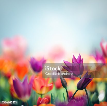 istock Colorful Tulips 1364013574