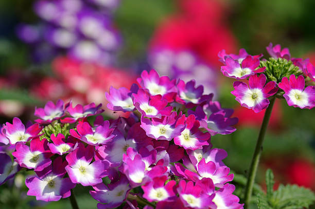 Colorful verbena flowers stock photo