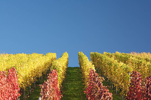 colorful vineyard and blue sky stock photo