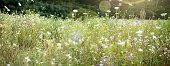 istock Colorful wildflower meadow 1317772887